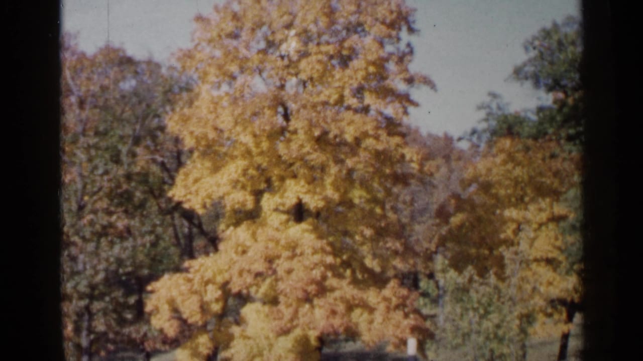 Golden autumn tree and surrounding park-like foliage under a pale sky.
