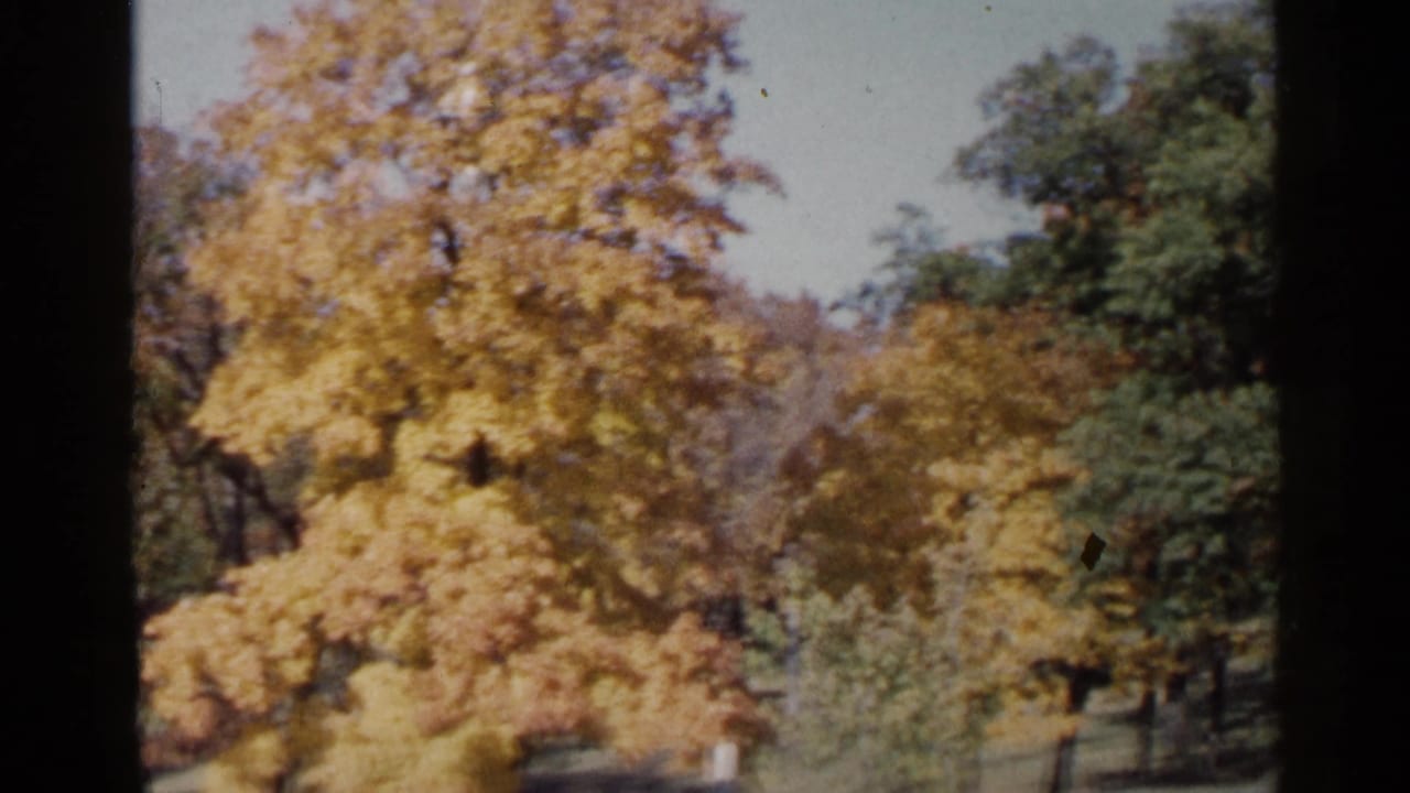 Autumn trees with yellow leaves and darker green foliage in the background.