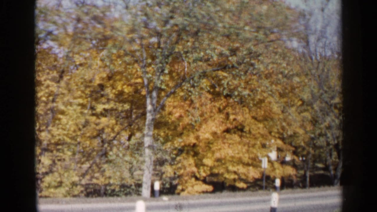 Yellow and orange trees stand behind a road with small roadside signs.