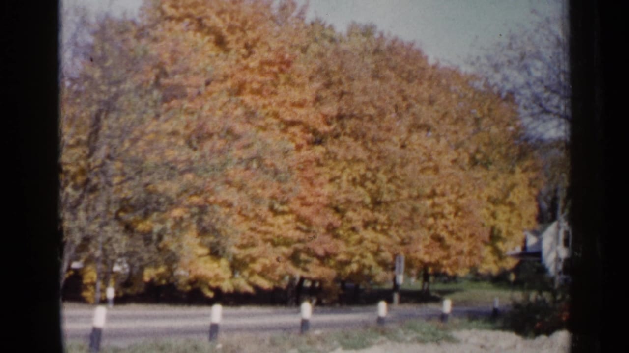 Golden autumn trees beside a quiet street with grass and a partial house visible.