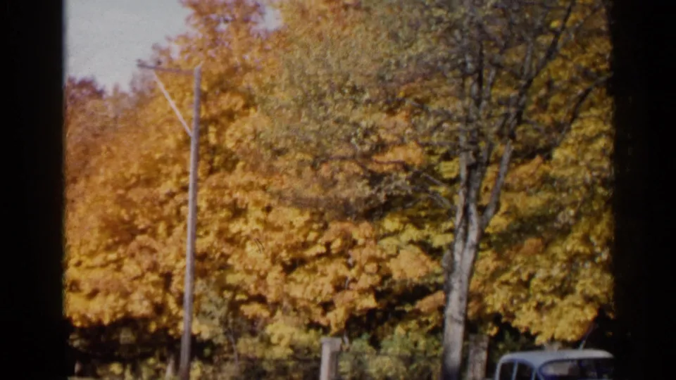 Warm 8mm frame of yellow foliage, a roadside utility pole, tree trunks, and a partial car roof in Sioux Falls.