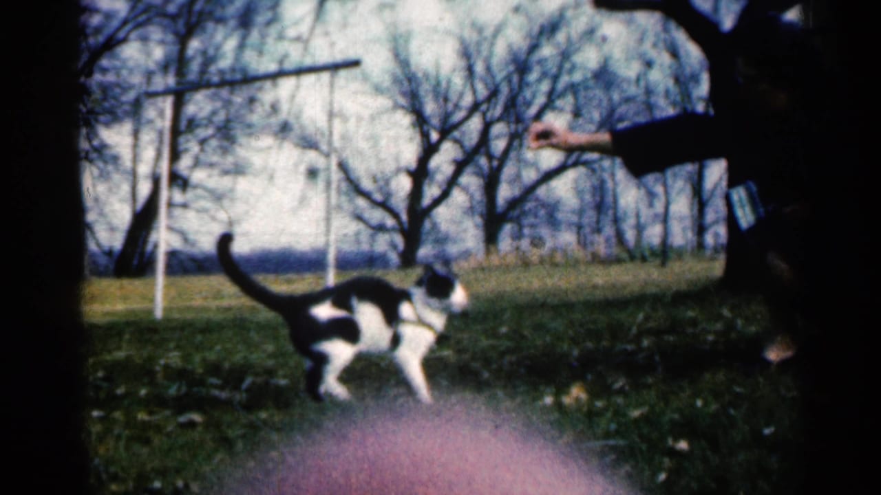 In a Sioux Falls yard, a black and white cat moves across grass toward a person's extended hand near bare trees and a swing set.