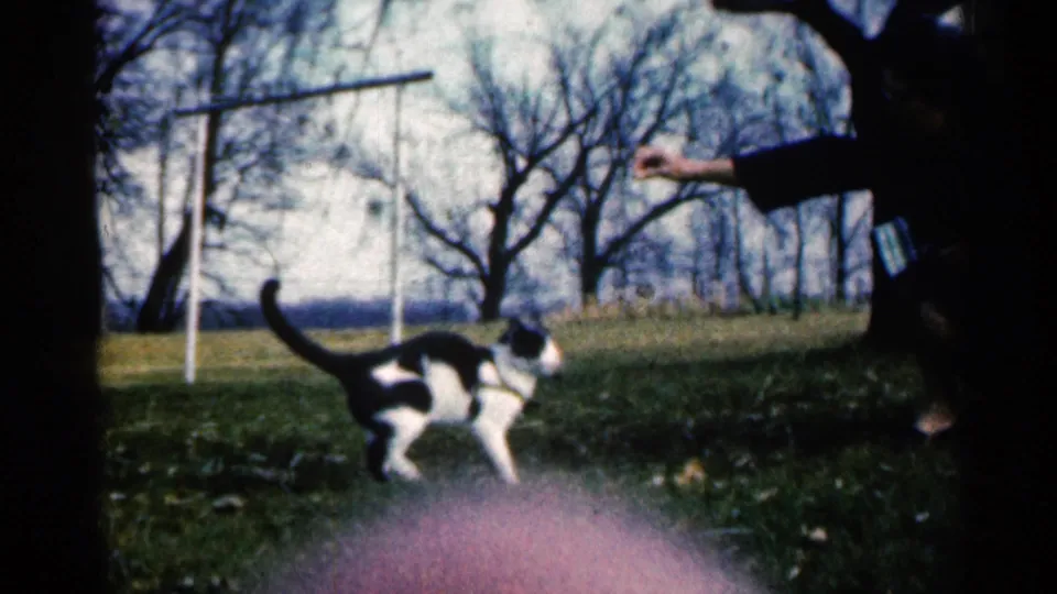 In a Sioux Falls yard, a black and white cat moves across grass toward a person's extended hand near bare trees and a swing set.