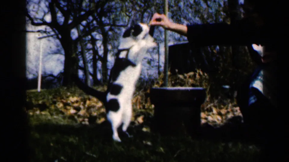 The cat rises on its hind legs beneath a person's hand, with grass, trees, leaves, and a barrel-like object nearby.