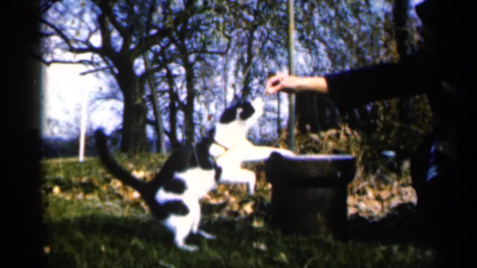 A black and white cat jumps near a barrel or stool toward an extended hand in a grassy Sioux Falls yard with trees behind.