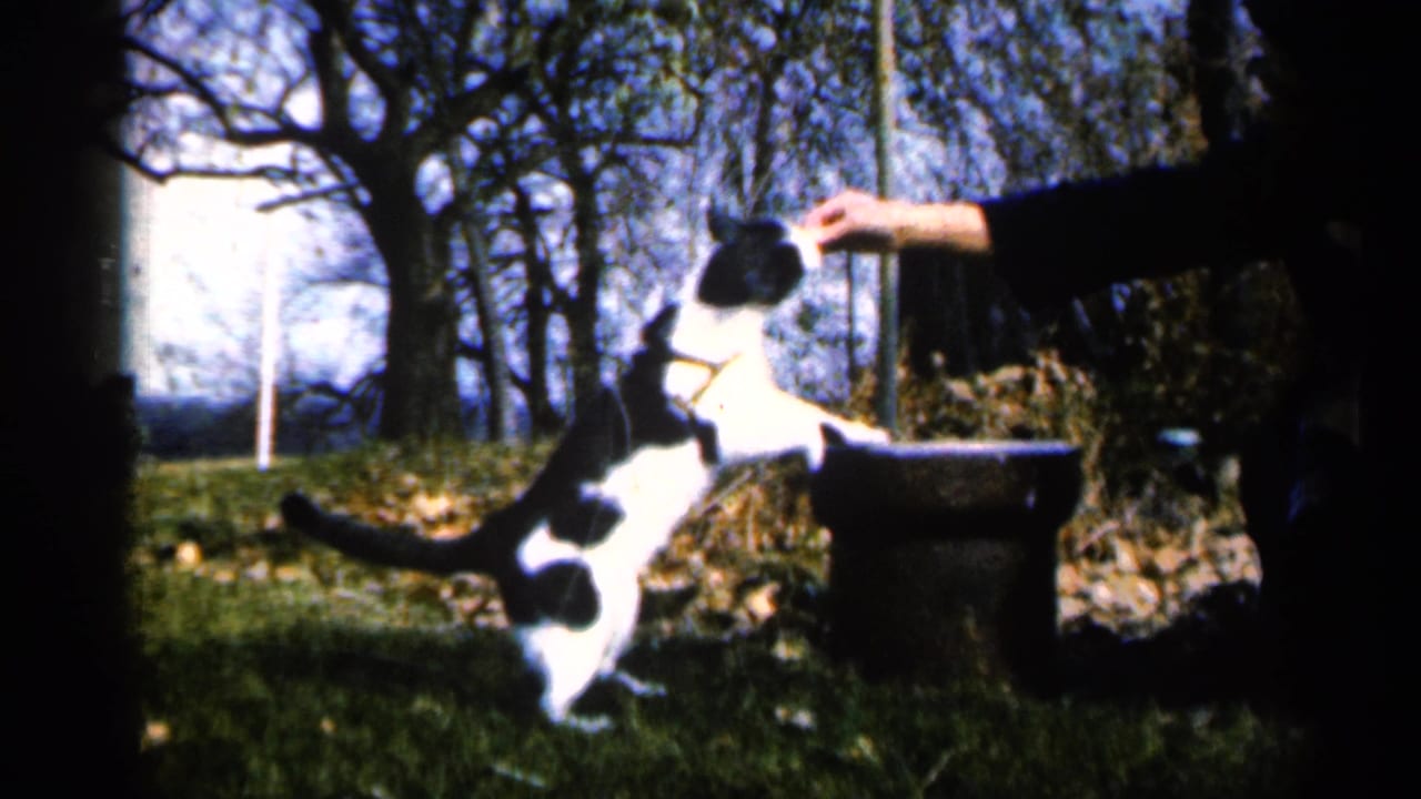 Black-and-white cat standing on hind legs to reach a woman's hand in a grassy yard.