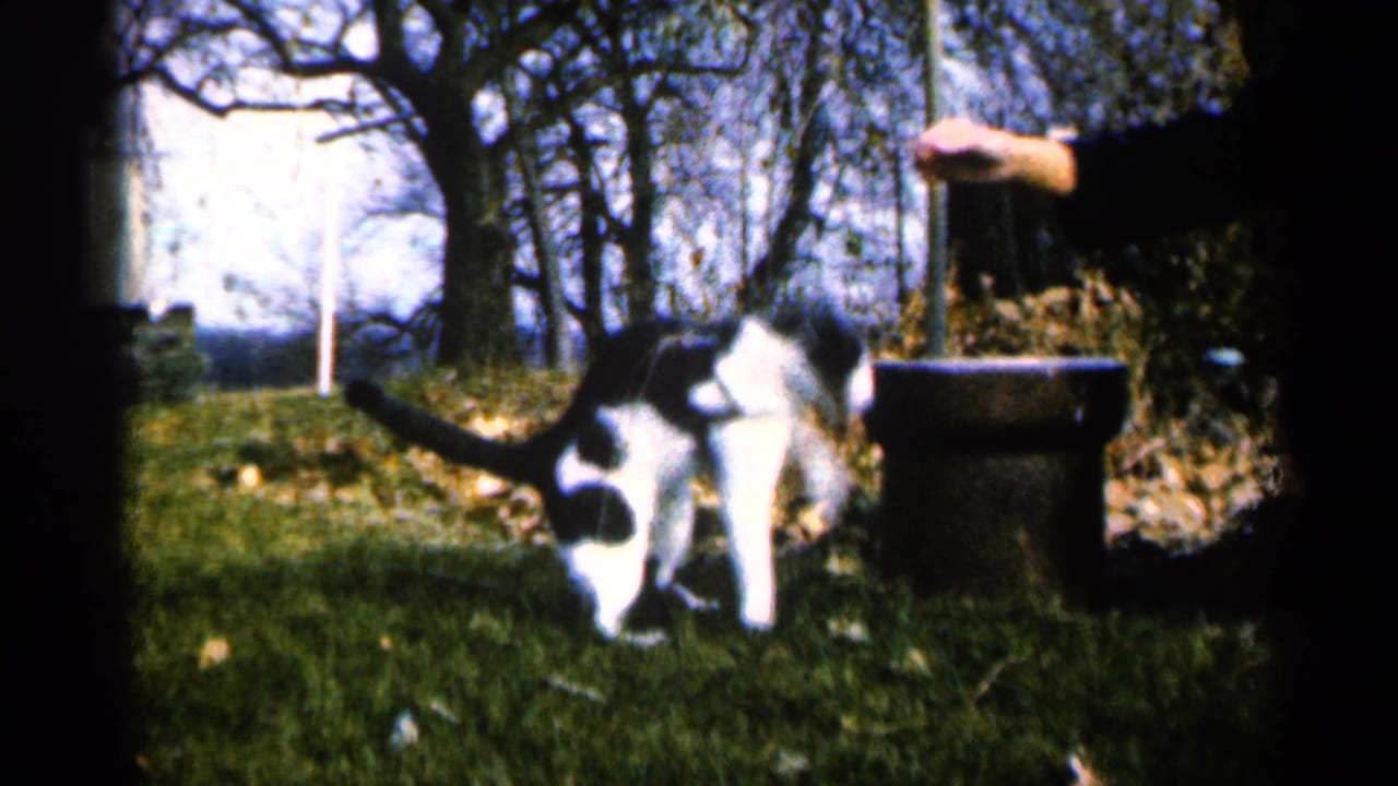 The cat balances on its hind legs beneath a woman's hand in a Sioux Falls yard, with trees and leaf litter behind it.