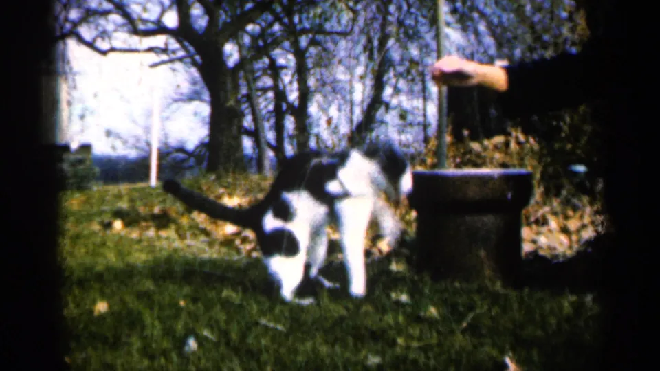 The cat balances on its hind legs beneath a woman's hand in a Sioux Falls yard, with trees and leaf litter behind it.