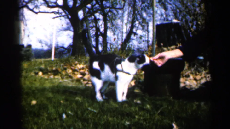 The cat stands close to the woman's lowered hand, continuing the feeding interaction in the grassy 1960 home-movie scene.