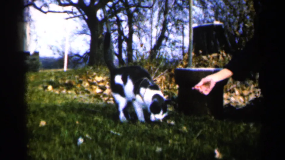 The cat sniffs or eats near the grass while the woman's hand remains nearby in the Sioux Falls backyard scene.