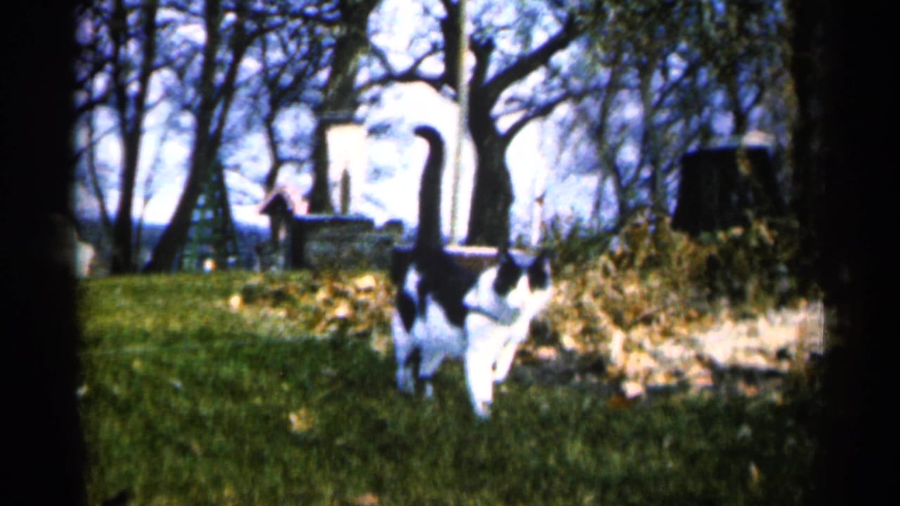 Black and white cat crosses a leaf-strewn Sioux Falls yard in 1960 home-movie footage, with bare trees and outdoor fixtures behind it.