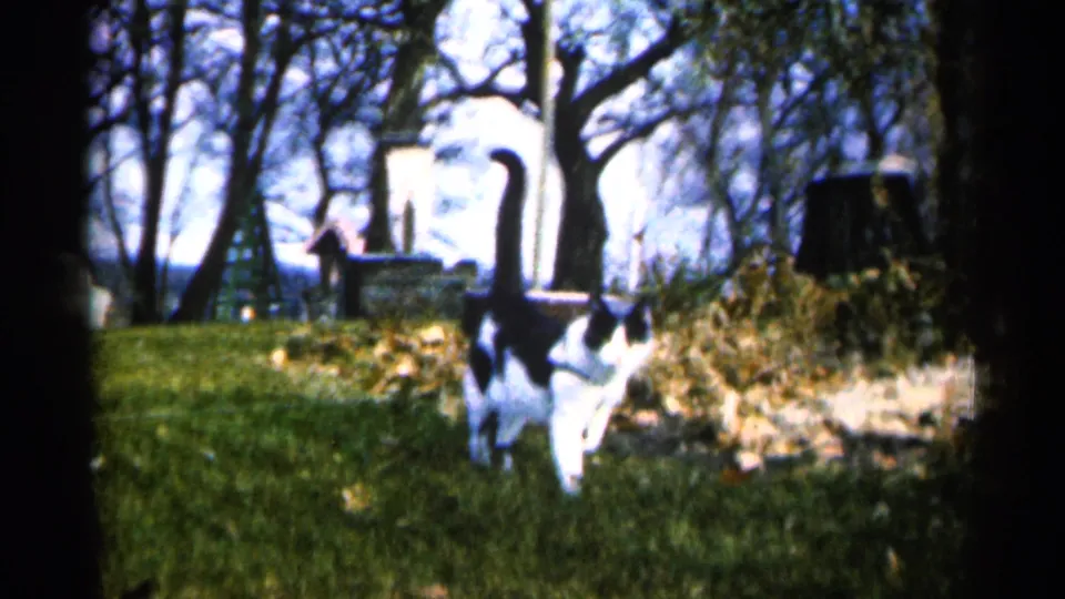 Black and white cat crosses a leaf-strewn Sioux Falls yard in 1960 home-movie footage, with bare trees and outdoor fixtures behind it.