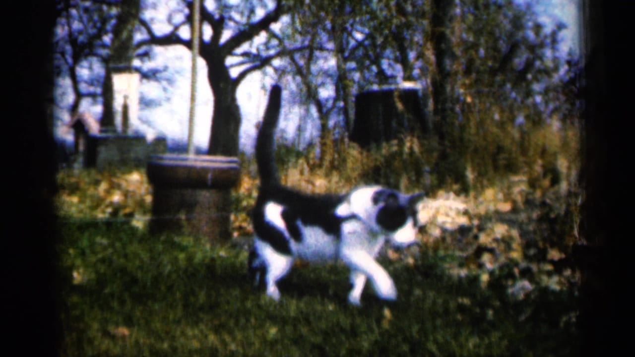 The cat walks across the autumn yard in Sioux Falls, with dry leaves, trees, and simple outdoor fixtures visible in the background.