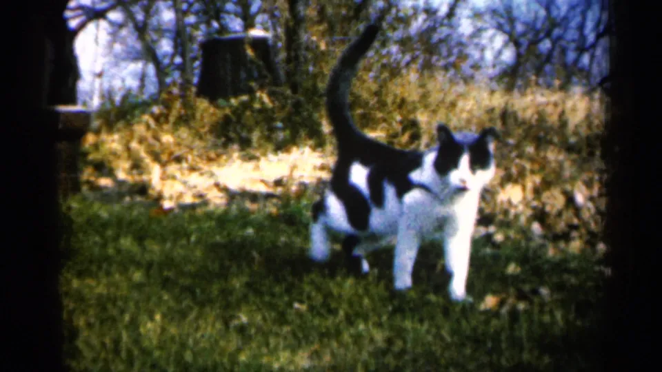 The black and white cat pauses in the grassy yard, its body turned toward the camera against an autumn background of leaves and trees.