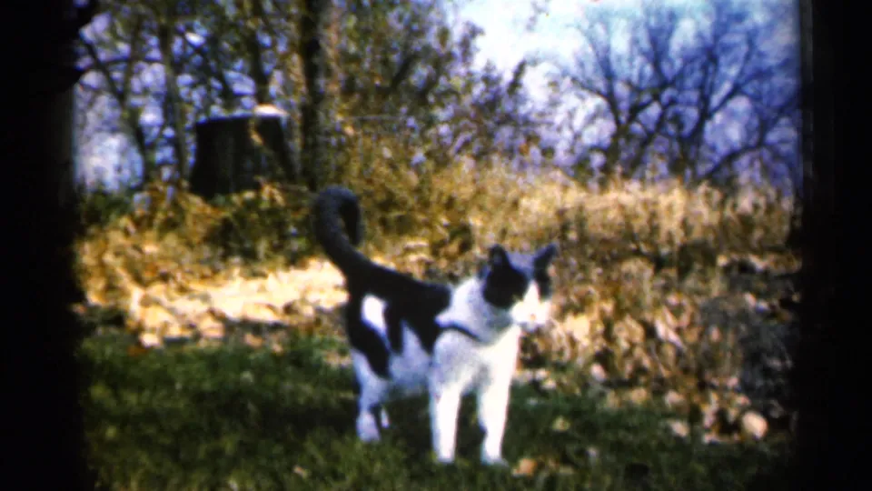The cat stands in the grass near the end of the 1960 Sioux Falls home-movie clip, framed by dry leaves and bare trees.