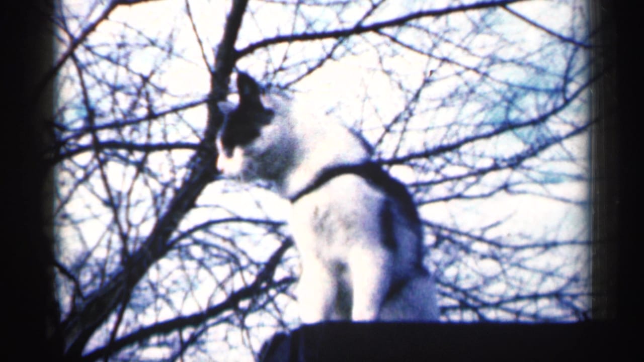 Black-and-white cat sitting on a dark outdoor ledge against bare tree branches.