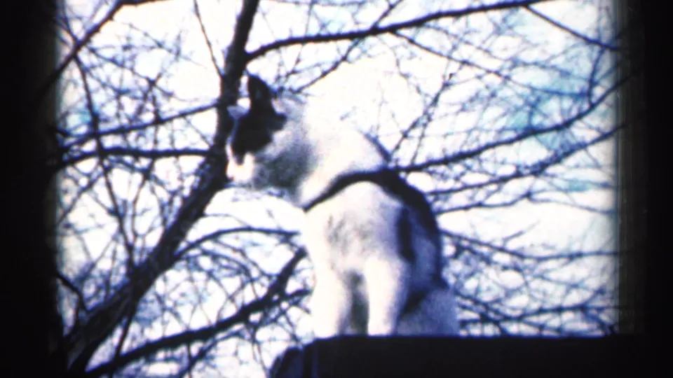 A collared black-and-white cat sits on a ledge in Sioux Falls home-movie footage from 1960, with bare branches behind it.