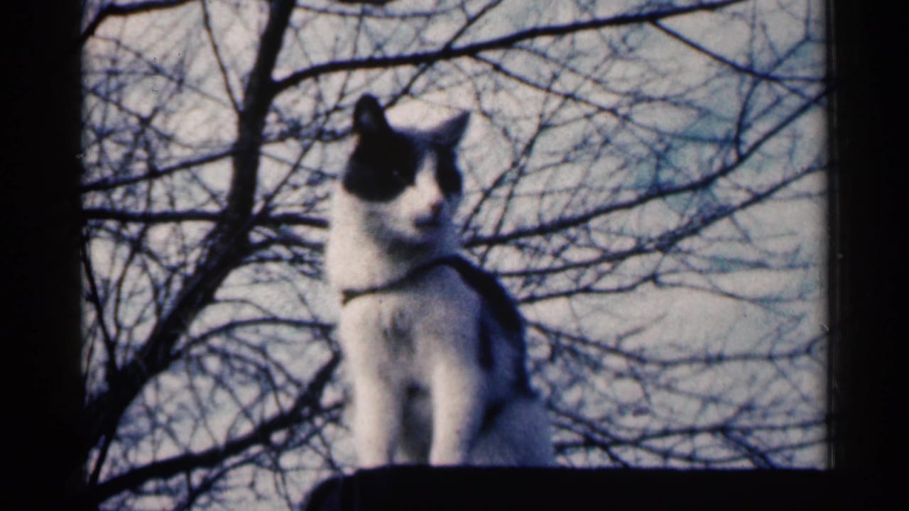 Black-and-white cat facing the camera while perched on a ledge with branches behind it.