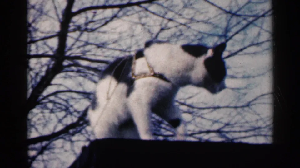 The black-and-white collared cat shifts its body and lowers its head on the ledge, captured in soft 1960 home-movie footage.