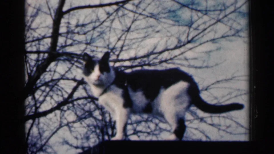 The cat stands in profile on the ledge in Sioux Falls, its tail extended against a background of bare branches and sky.