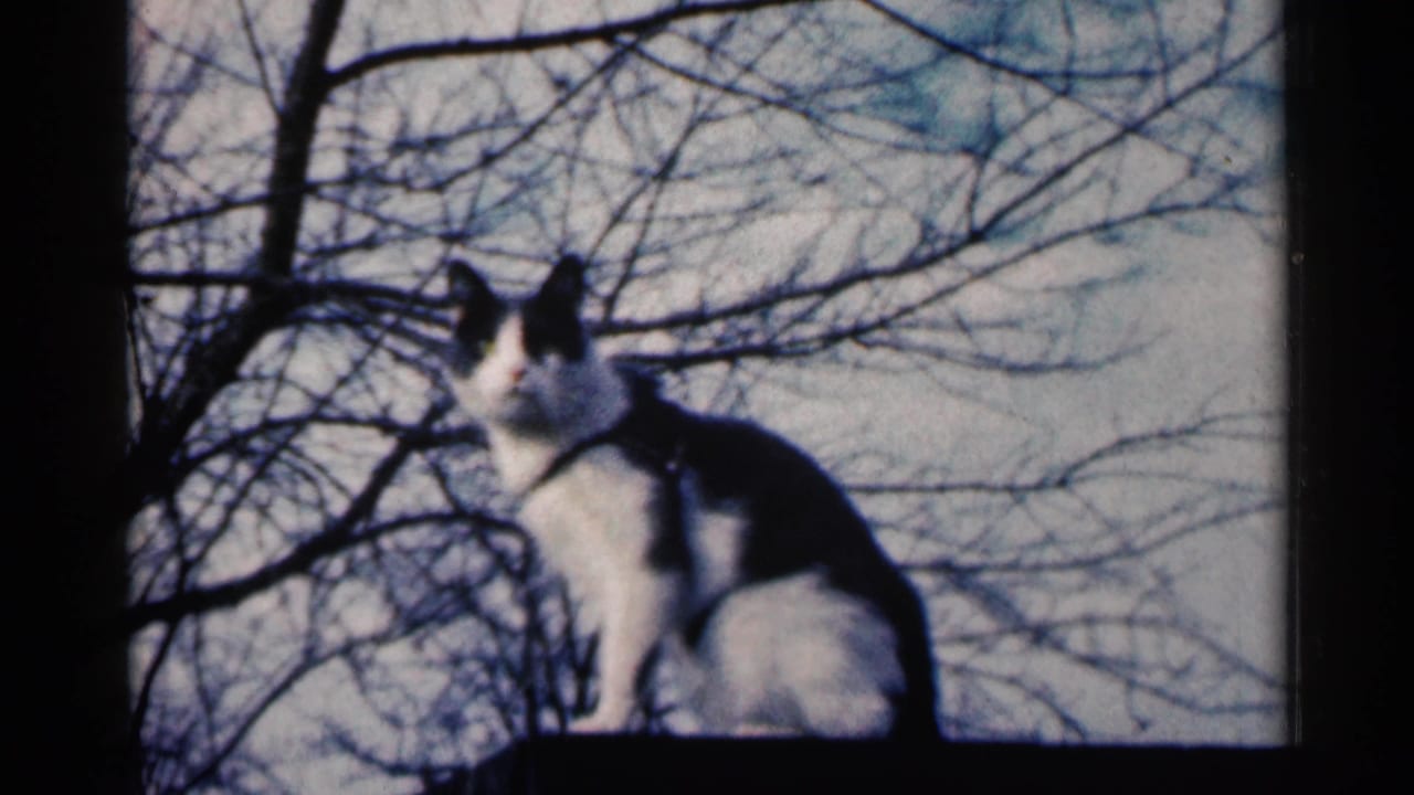 Black-and-white cat sitting on an outdoor ledge against bare tree branches.