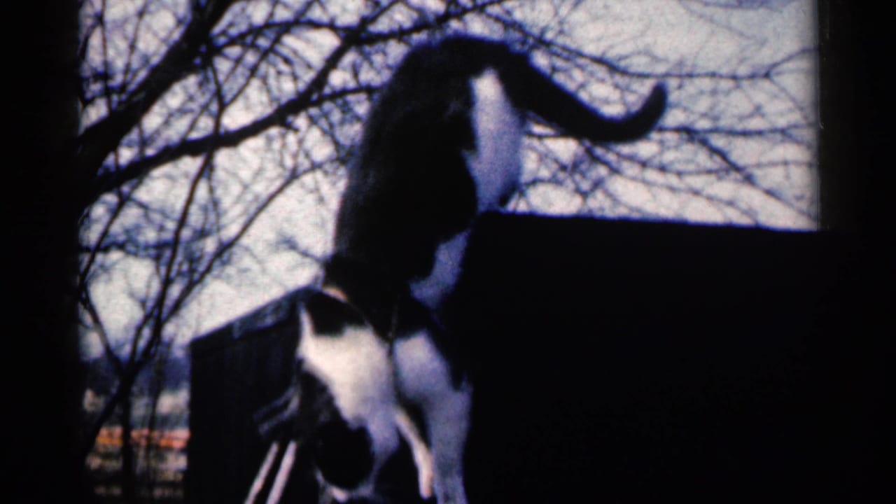 Cat moving near the edge of a dark outdoor structure with bare trees behind.
