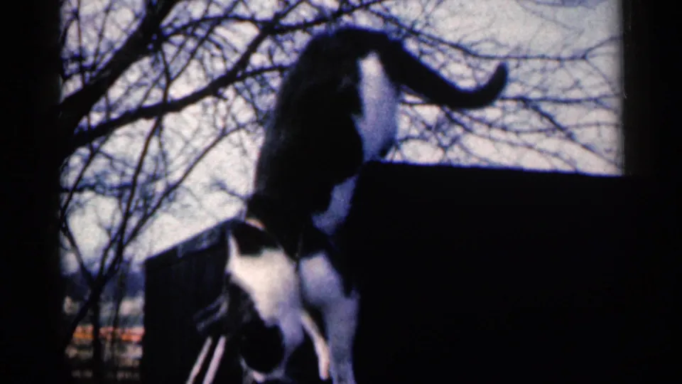 The harnessed cat shifts position near the edge of a dark exterior structure in the 1960 Sioux Falls home-movie frame.