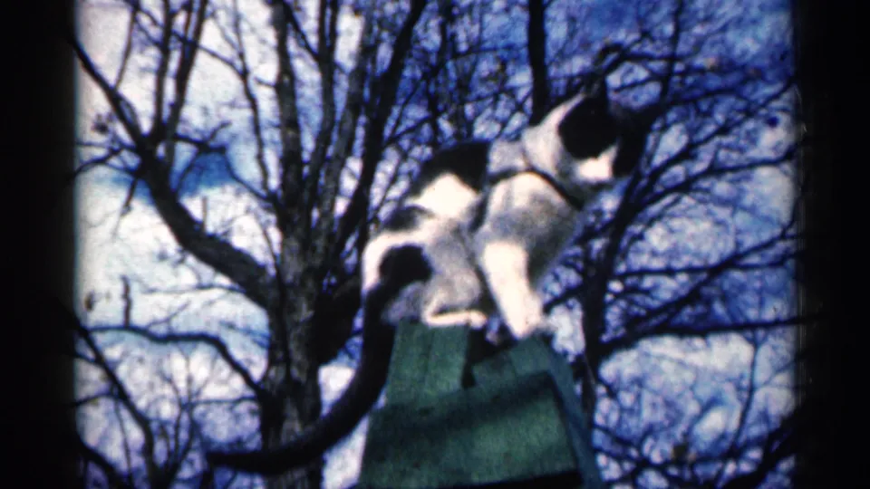 A black-and-white cat crouches on a greenish roof or ledge in 1960 Sioux Falls footage, with bare branches filling the background.