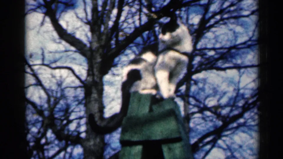 The cat sits on the greenish ledge in the final 1960 Sioux Falls frame, its dark tail visible against leafless trees.
