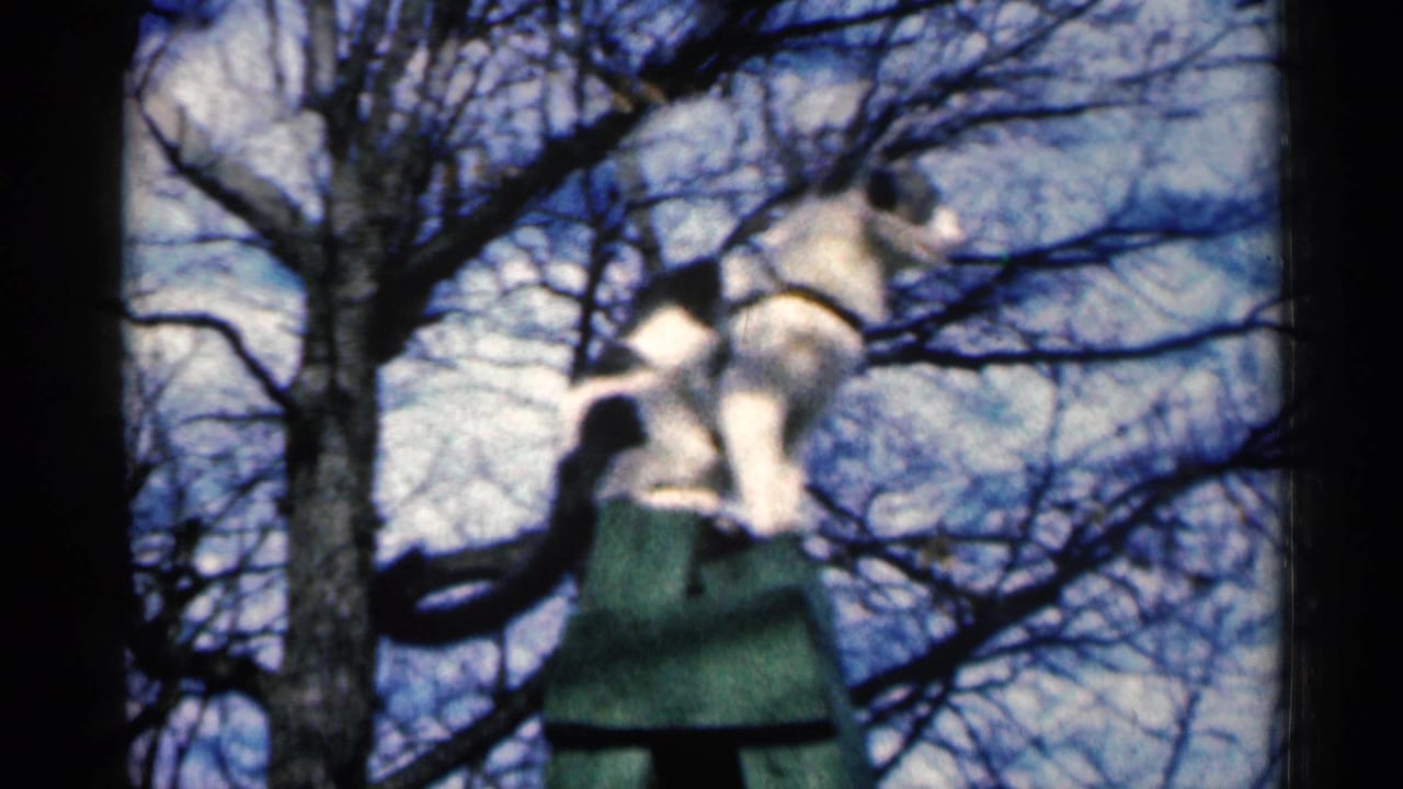 Black-and-white cat perched on a green-topped structure near bare tree branches.
