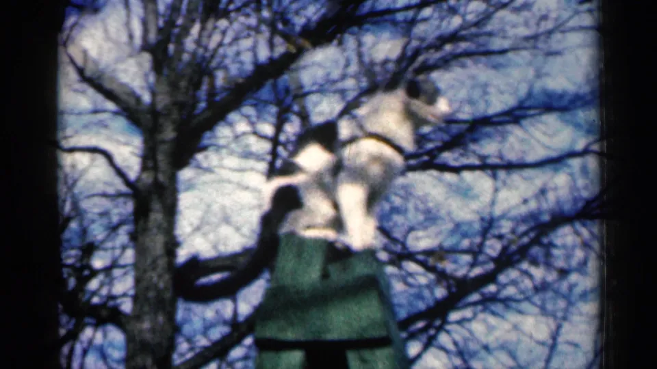 In this Sioux Falls 1960 home-movie frame, a black-and-white cat appears perched above a yard structure with bare tree branches behind it.