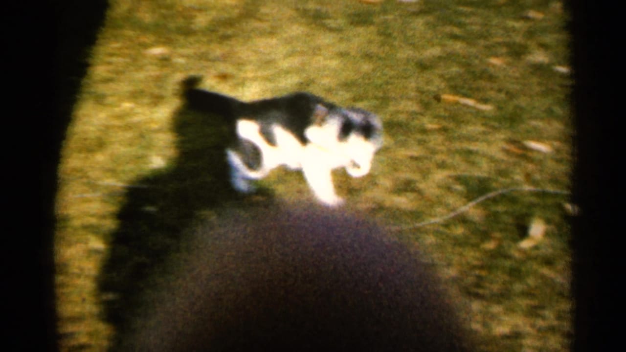 Black-and-white cat walking across grass in soft handheld 8mm footage.