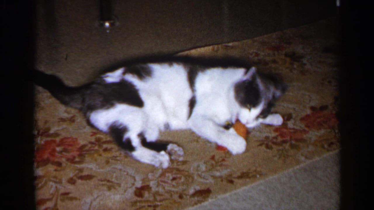 Black and white cat lying on floral carpet and chewing a red toy.