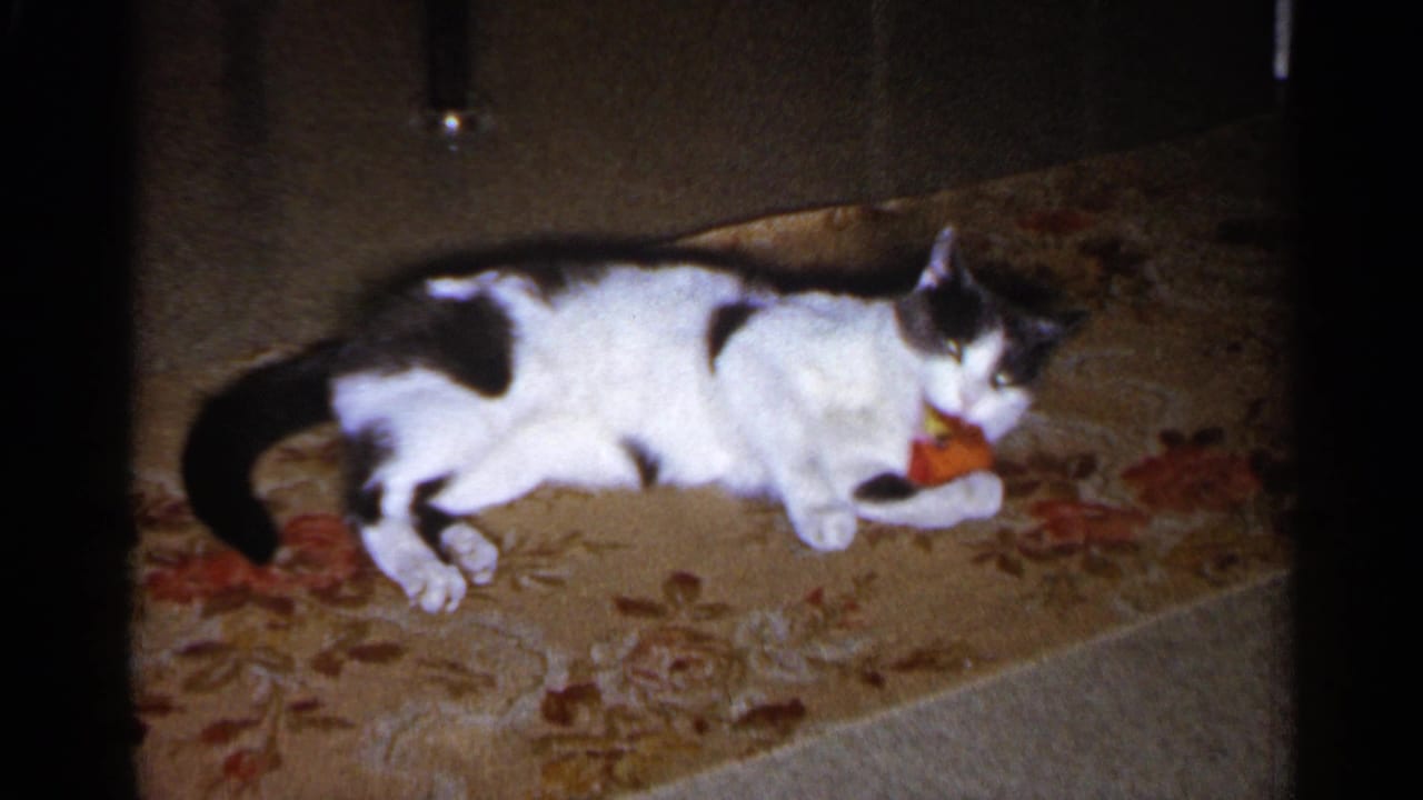 Black and white cat stretched across a floral carpet, chewing a red toy in supplied 1960 Sioux Falls footage.
