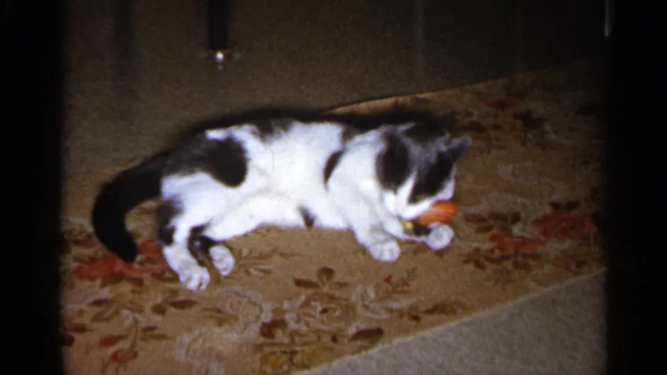 Black and white cat curls lower on the floral carpet while chewing or pawing at a red toy in the home-movie frame.