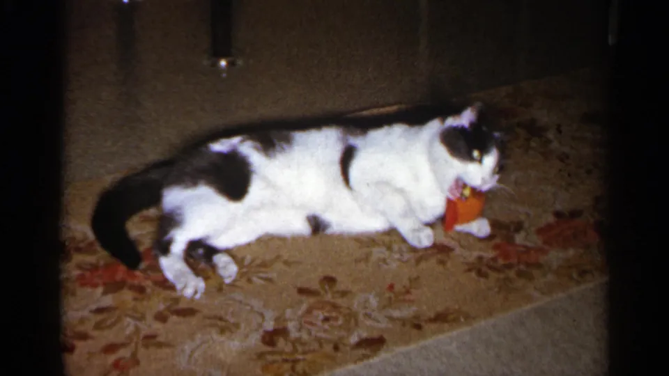 Black and white cat lies sideways on a floral carpet with the red toy beside its mouth in this 1960 Sioux Falls home-movie still.
