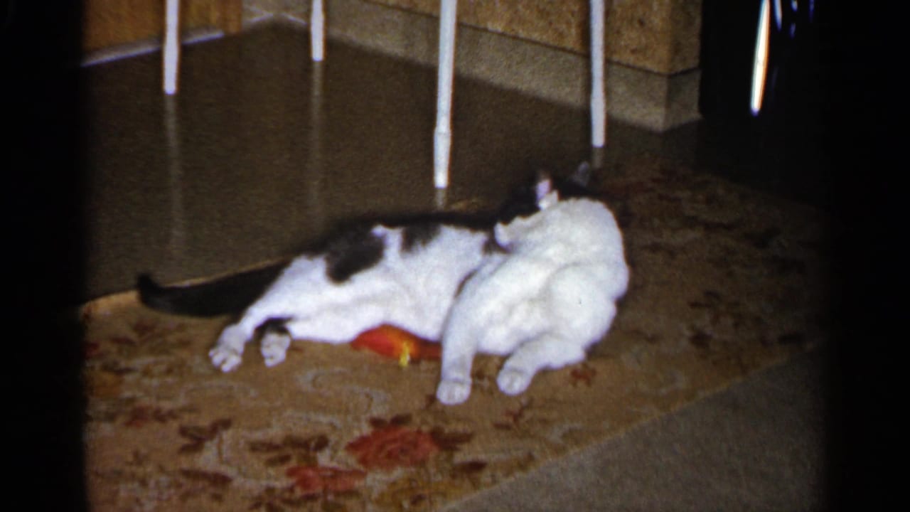 Black-and-white cat on a floral rug with an orange toy near its mouth.