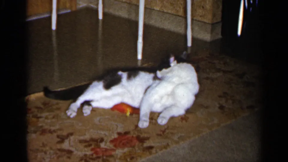 1960 Sioux Falls home-movie frame showing a black-and-white cat reclining on a floral rug beside an orange toy.
