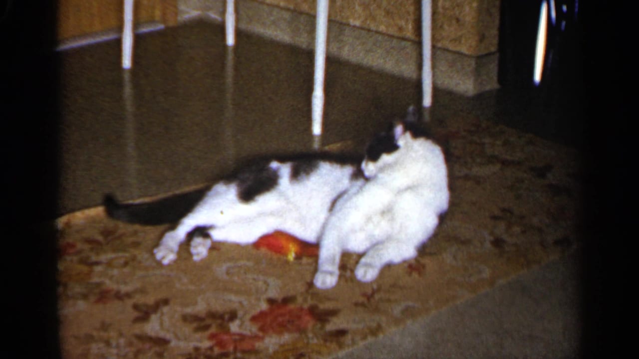 Cat reclines on a rug with an orange toy beneath its front body.