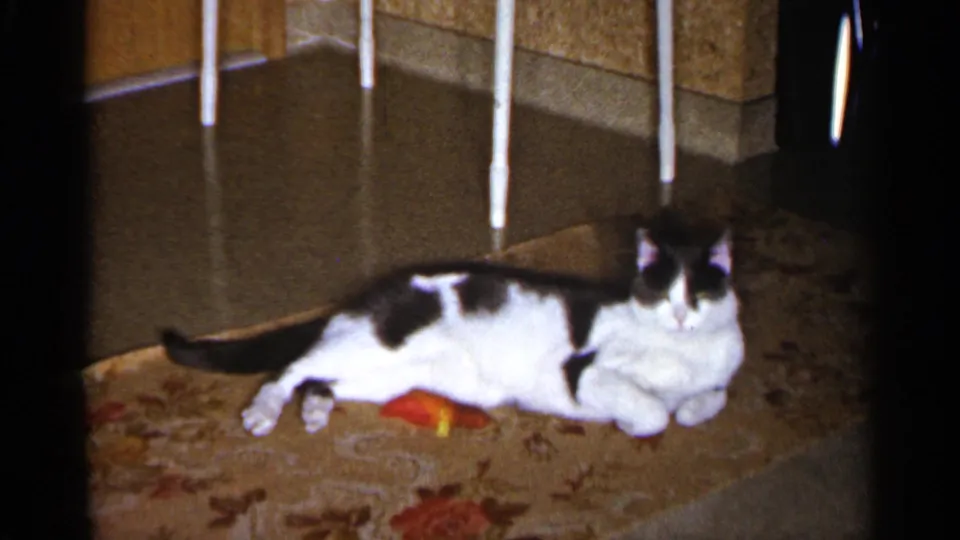1960 home-movie still of a black-and-white cat stretched on a floral rug, facing the camera in a domestic room.