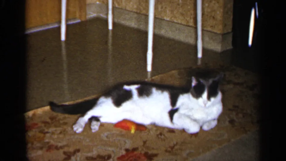 Black-and-white cat settles on the rug in a Sioux Falls home interior, framed by warm 8mm film edges.