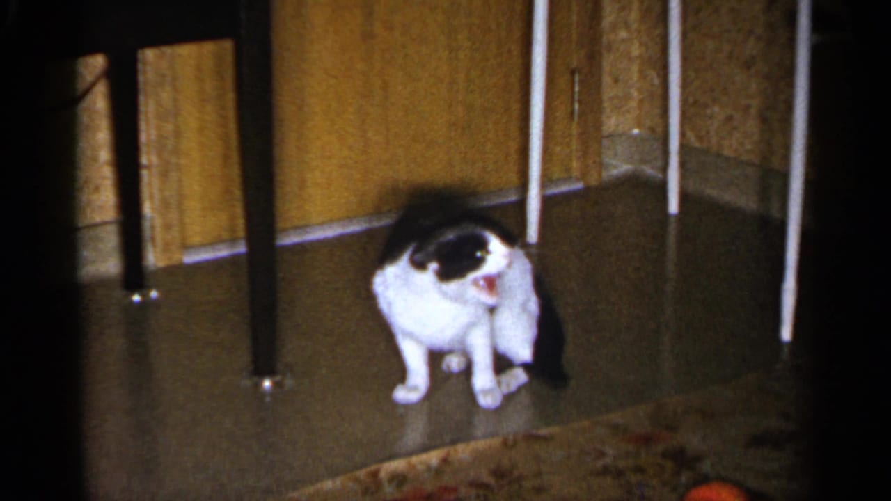 Black-and-white cat crouches indoors near chair legs on a patterned rug.