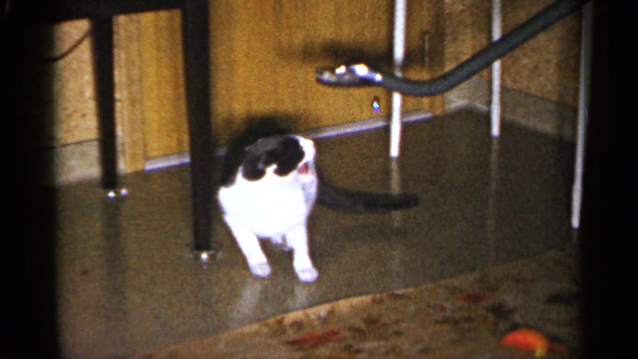 A black-and-white cat sits near a fake snake toy on the floor of a 1960 Sioux Falls interior.