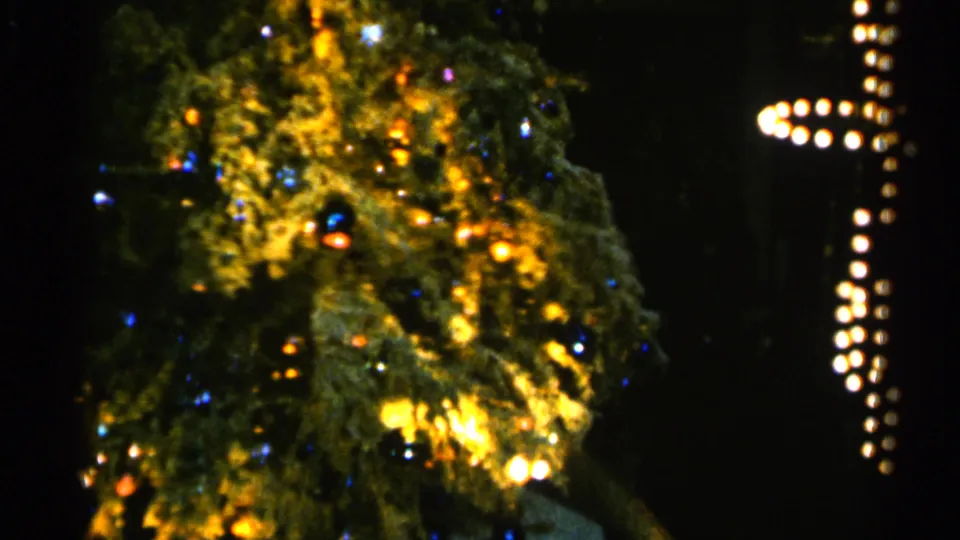 1960 Sioux Falls home-movie view of dense Christmas tree branches with warm lights and small colored ornaments.