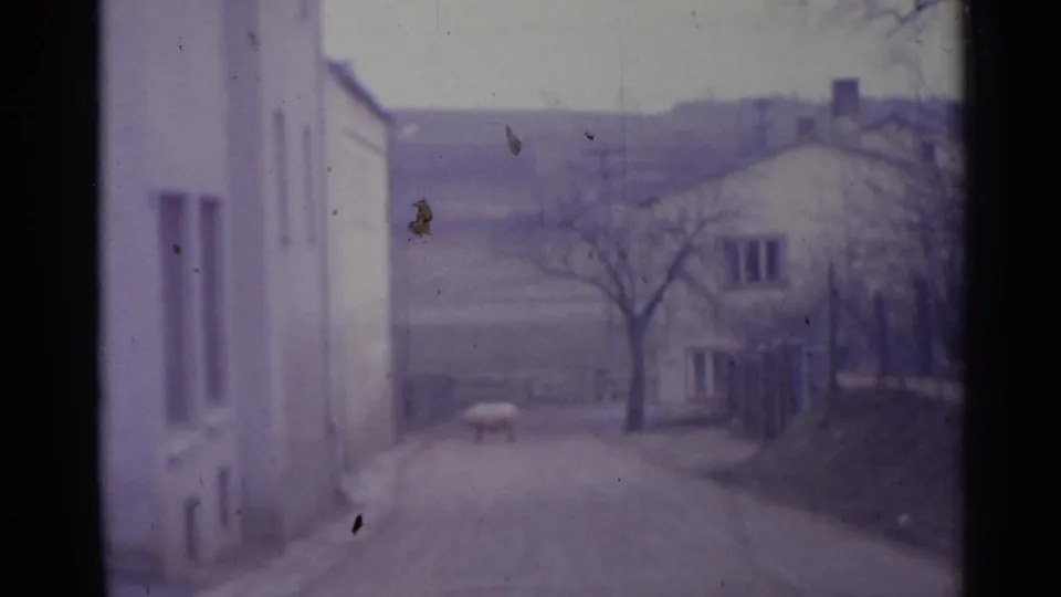 The pig appears farther down the street in 1961 Spain footage, near bare trees, pale houses, and open ground beyond the road.