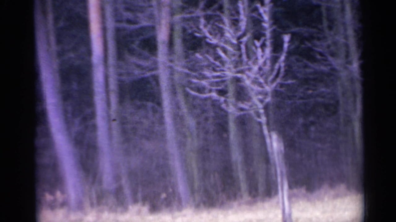Bare trees and pale grass in a soft purple-tinted woodland frame.