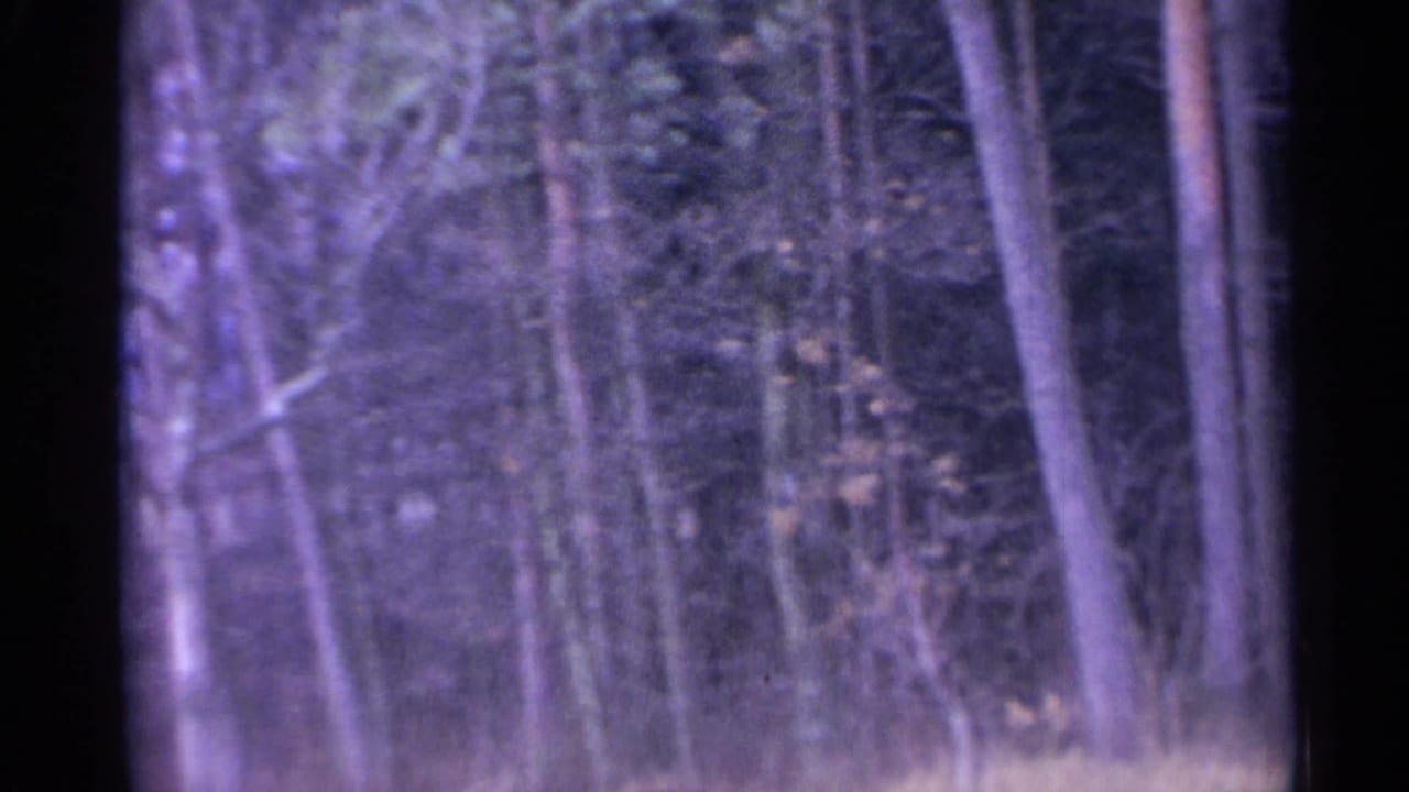 Dense forest trunks and branches seen through a soft, purple-tinted 8mm frame.