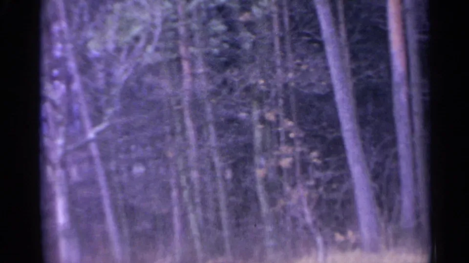 Soft 1961 Spain 8mm view of dense woodland trunks and branches with no people or structures visible.
