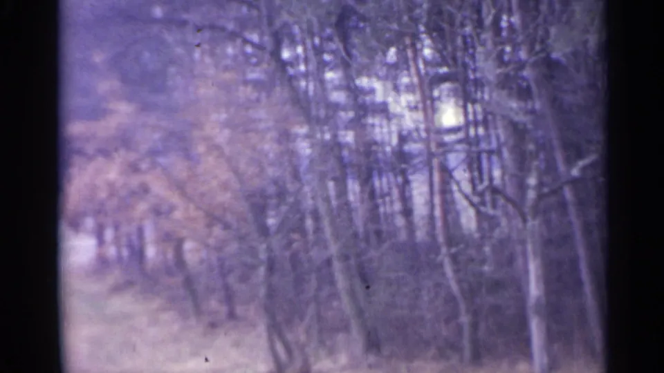1961 Spain home-movie frame with autumn brush, slender trunks, and muted woodland tones.