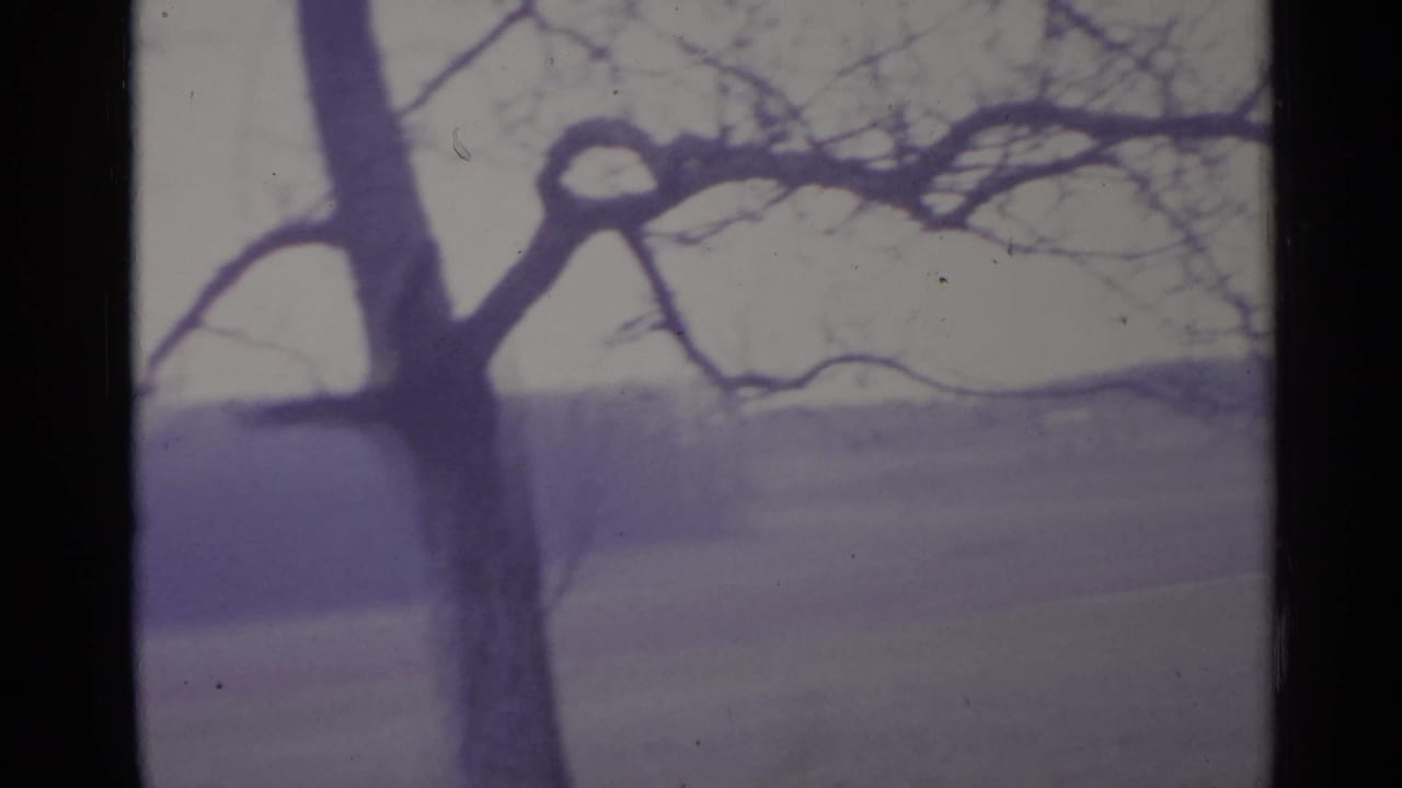A leafless tree trunk and branches stand before a muted open field.